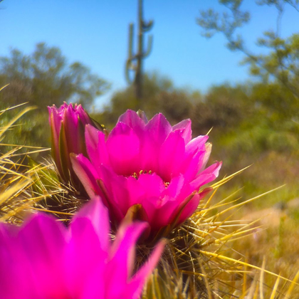 Picture of HEDGEHOG BOOM II