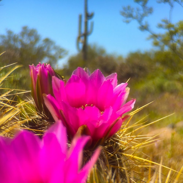 Picture of HEDGEHOG BOOM II