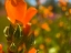 Picture of WILDFLOWERS XLVI