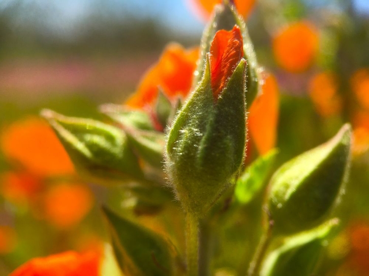 Picture of WILDFLOWERS XLVII