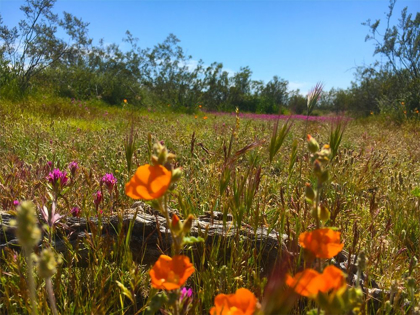 Picture of WILDFLOWERS XLVIIX