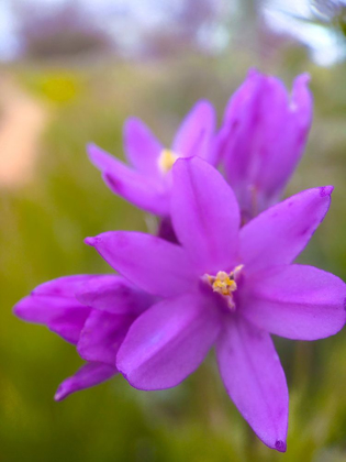 Picture of WILDFLOWERS XLX