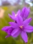Picture of WILDFLOWERS XLX