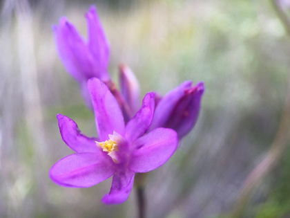 Picture of WILDFLOWERS XLXI