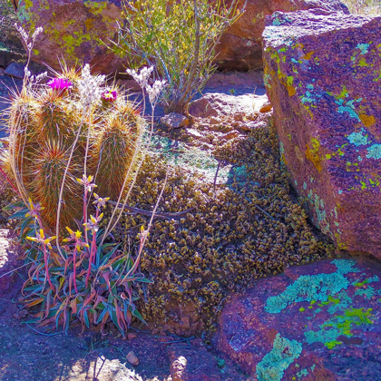 Picture of ROCK ECHEVERIA I-B W/ HEDGEHOG CACTUS