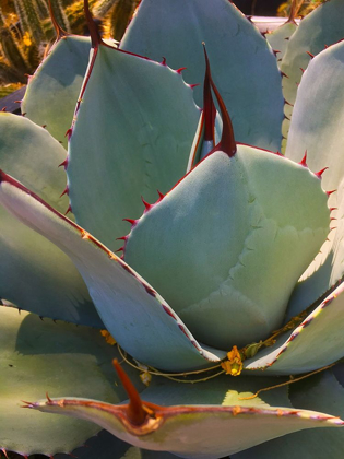 Picture of MESCAL AGAVE A