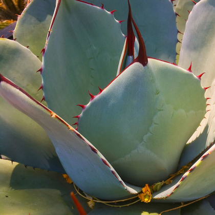 Picture of MESCAL AGAVE B