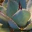 Picture of MESCAL AGAVE B