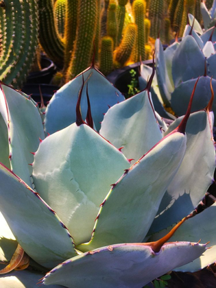 Picture of MESCAL AGAVE C