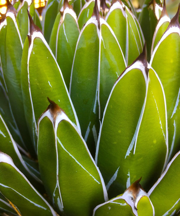 Picture of AGAVE