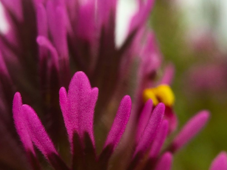 Picture of OWL CLOVER