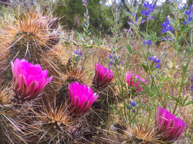 Picture of HEDGEHOG AND LUPINE