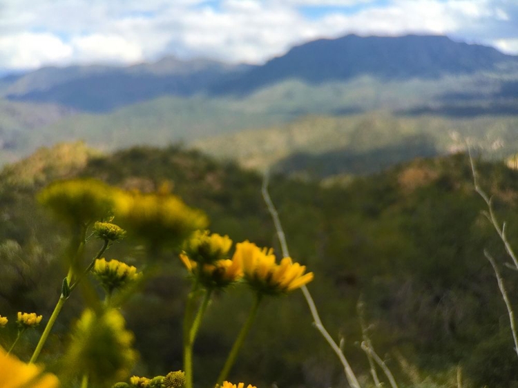 Picture of DESERT SCAPE 11