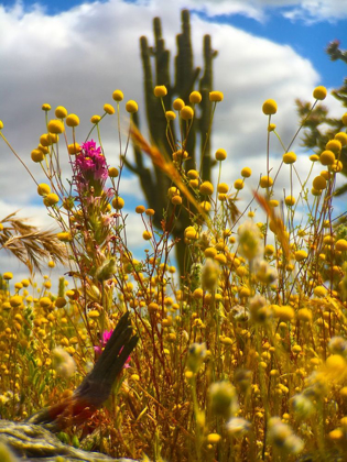 Picture of WILDFLOWERS XLV