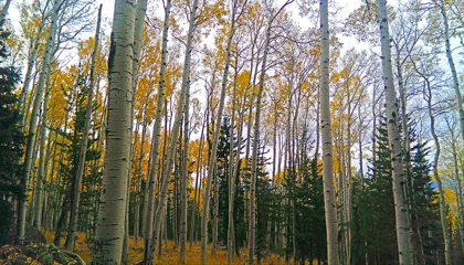 Picture of ASPENS IN FALL I