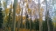 Picture of ASPENS IN FALL I