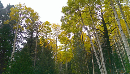 Picture of ASPENS IN FALL II