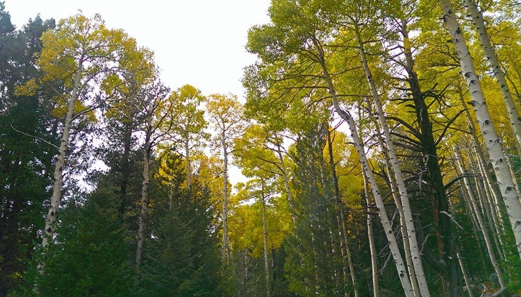 Picture of ASPENS IN FALL II