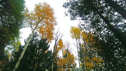 Picture of ASPENS IN FALL III