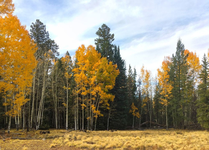 Picture of SUNRISE PARK IN FALL 1