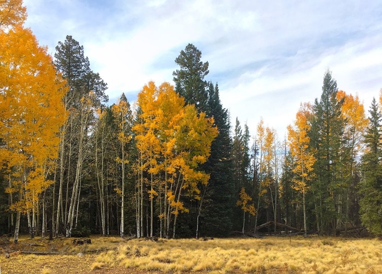 Picture of SUNRISE PARK IN FALL 1