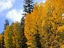 Picture of SUNRISE PARK IN FALL 2