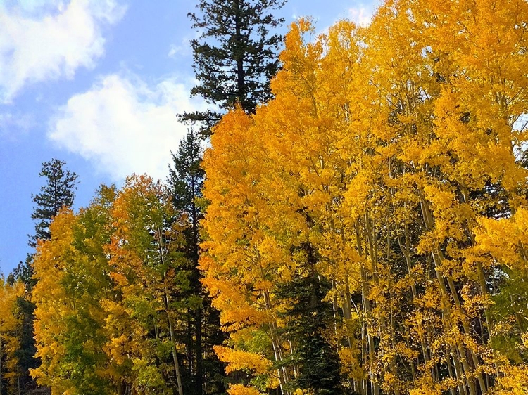 Picture of SUNRISE PARK IN FALL 2