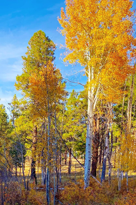 Picture of SUNRISE PARK IN FALL 3