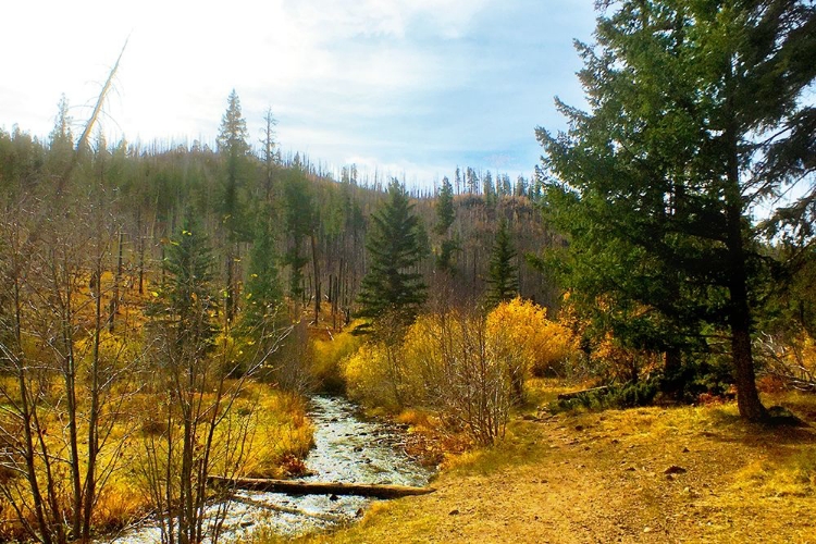 Picture of GREER IN FALL 9