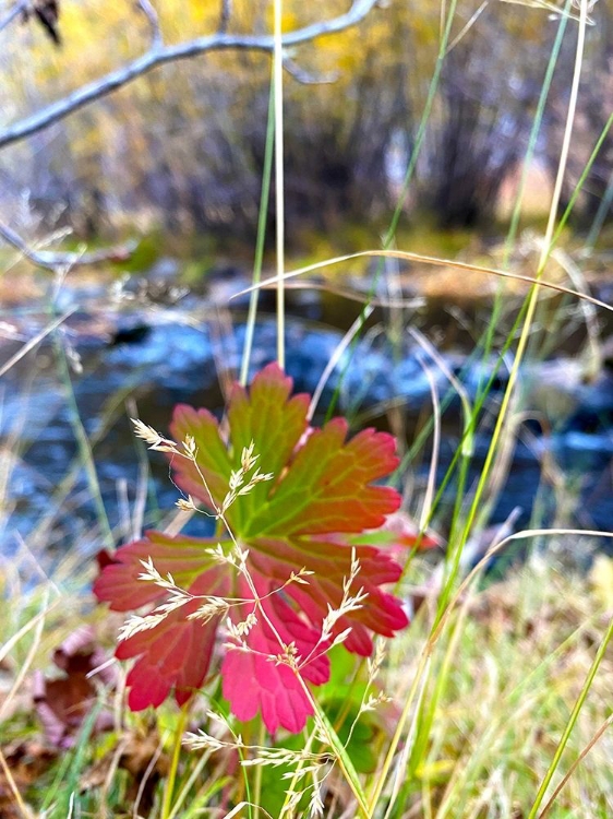 Picture of GREER IN FALL 12