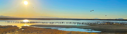 Picture of WILCOX-SANDHILL CRANES 1