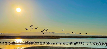 Picture of WILCOX-SANDHILL CRANES 2