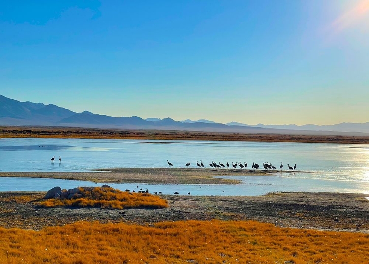 Picture of WILCOX-SANDHILL CRANES 3