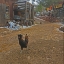 Picture of POLISH CHICKEN