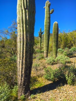 Picture of DESERT SCAPE 12A