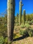 Picture of DESERT SCAPE 12A