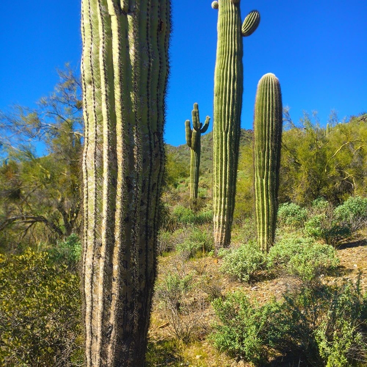 Picture of DESERT SCAPE 12B