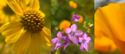 Picture of WILDFLOWER COLLAGE VII