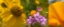 Picture of WILDFLOWER COLLAGE VII