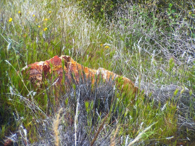 Picture of SEDIMENTATIONS: ROCK IN THE TALL GRASS