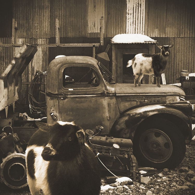 Picture of JUNKYARD D2: SEPIA GOATS