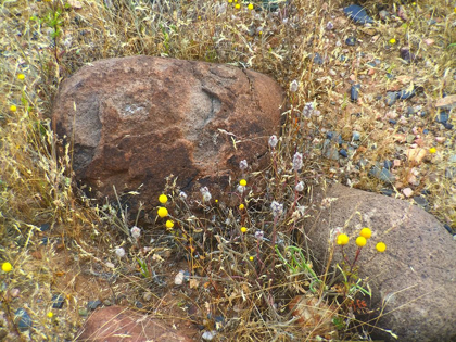 Picture of SEDIMENTATIONS: WHERE THE CHAMOMILE GROWS