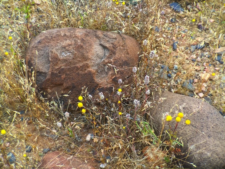 Picture of SEDIMENTATIONS: WHERE THE CHAMOMILE GROWS