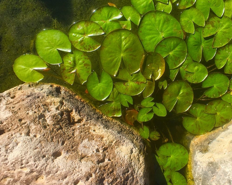 Picture of LILLYPADS C