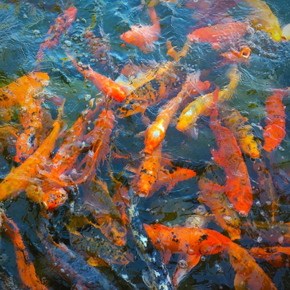 Picture of KOI POND I