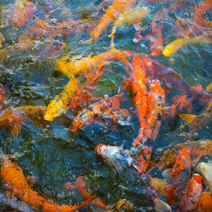 Picture of KOI POND III