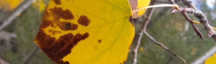 Picture of ASPENS IN FALL: LAST LEAVES I