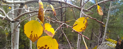 Picture of ASPENS IN FALL: LAST LEAVES II