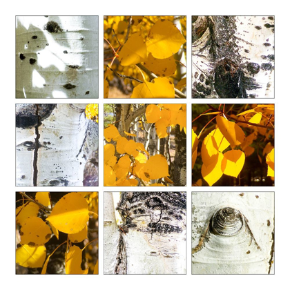 Picture of FALL COLORS COLLAGE 5