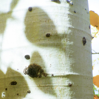 Picture of ASPENS IN THE FALL 7